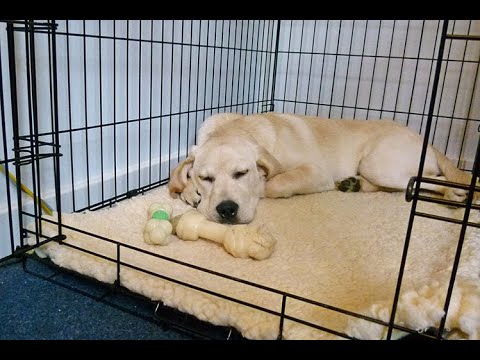Видео: Какой самый длинный срок содержания щенка в клетке?