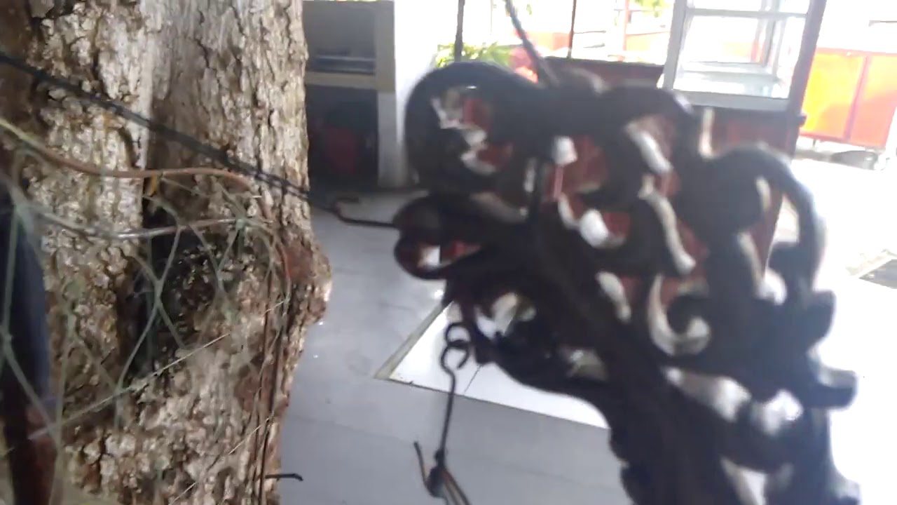 Jebak burung merbok 