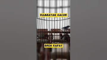 Rambatan gacor dor materi bren rapat. #videoshort #burungkicau #rambatangacor #rambatanparuhmerah