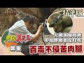 【勇闖美麗島】百毒不侵苦肉腳 不怕野蜂螫、毒蛇咬（直搗蜂巢採蜜／探索土地公廟許願洞／發現龜殼花／抓到紅斑蛇）│2001.06.06│49集精華版