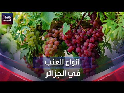 أنواع العنب في الجزائر