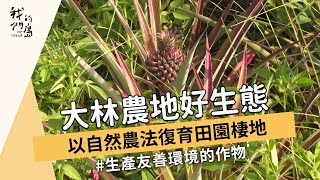 【友善農業】大林農地好生態以自然農法復育田園棲地 (我們的島 1178集 20221031)