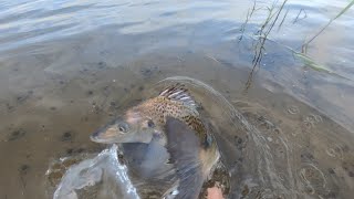 Stilbay estuary lure fishing for grunters