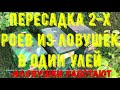 Пересадка и объединение 2-х роев из ловушек в один улей.