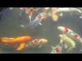 さいたま水族館　ハートマークニシキゴイ の動画、YouTube動画。