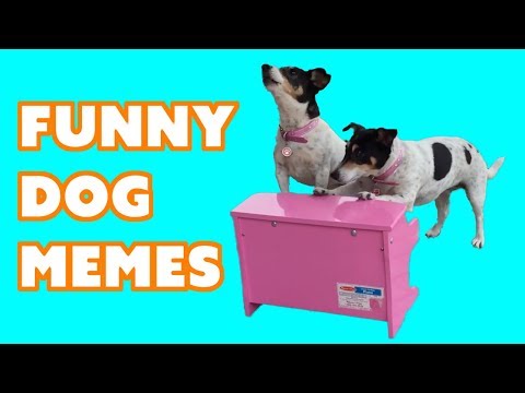 funny-dog-meme-video-compilation--try-not-to-laugh-😀