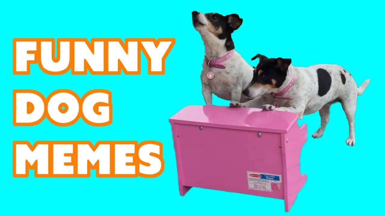 Funny Dog Meme Video Compilation -Try Not to Laugh 😀 - YouTube