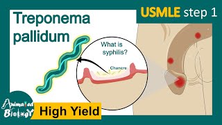 Treponema Pallidum |  syphilis | Pathogenesis mechanism and treatment for Treponema | USMLE Step 1