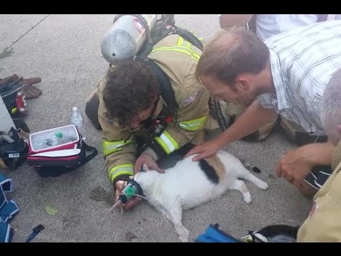 azerbaijan clima Cat survives 15 days after earthquake ITALY
