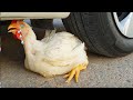 Aplastando Cosas Crujientes Y Suaves Pollo VS Rueda De Coche AutoTest