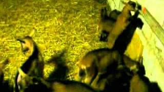 Délire de chevrettes 0001