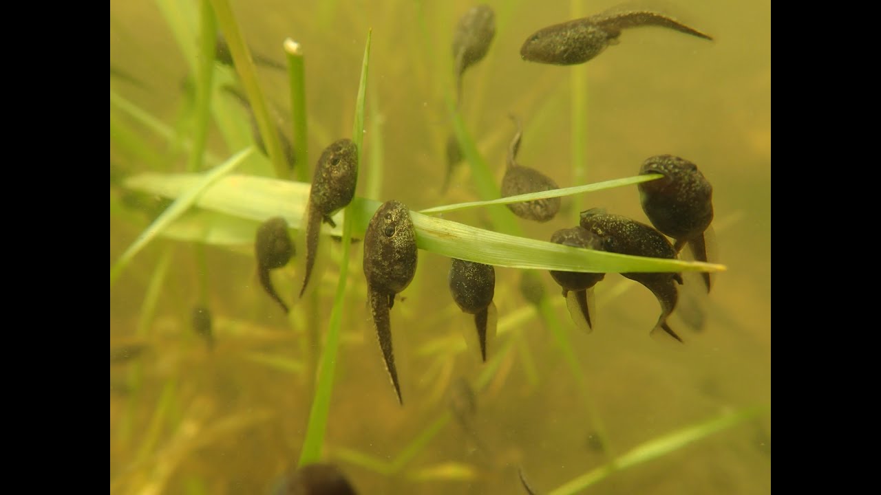 Image result for tadpoles