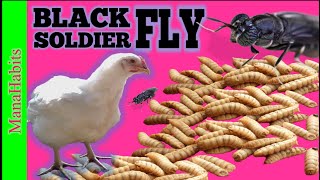 Black Soldier Fly Farming in the Philippines 2023