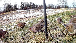 Famous Flock of Mourning Doves - Stimulating Video For Cats To Watch | Leave on all day for your pet Wealth
