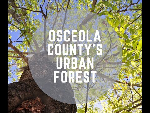 Video: La foresta nazionale dell'osceola è chiusa?