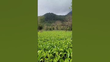 Kebun Teh tambi #traveling #explore #wonosobo