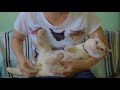 【ちょっと閲覧注意】【浣腸動画】重度の便秘症と奮闘する猫と飼い主