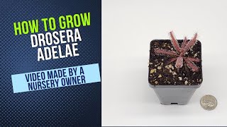 How to Grow and Propagate Drosera Adelae (Carnivorous Plant Grow Guide)