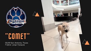 “Comet” 5mo old Wheaten terrier| Awesome transformation|trainer: Jorge vazquez