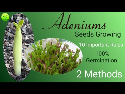 Video: Pěstování Adenia Ze Semen: Jak Pěstovat Adenium Doma? Výsadba Semen A Následná Péče