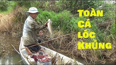 Xiệc nhiều cá lóc khủng ở ruộng lúa miền tây Phần 5 | catch snakehead in vietnam