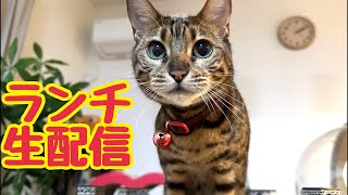 【ランチ生配信4/10】新生活お疲れ様です猫見てほっこりしましょう生配信