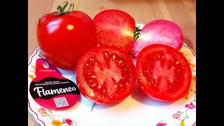 Мой результат выращивания томата из магазинного плода.              Томат Фламенко - дегустация.