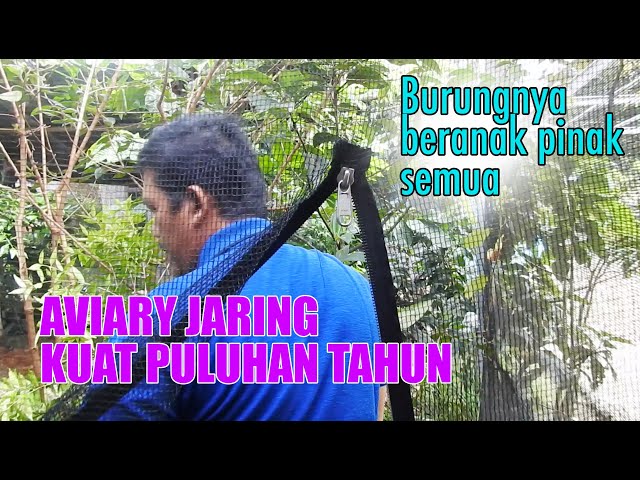 AVIARY CUMA PAKAI JARING...TAPI LIHAT ISINYA - KUAT PULUHAN TAHUN, BANYAK BURUNG BERANAK PINAK !! class=