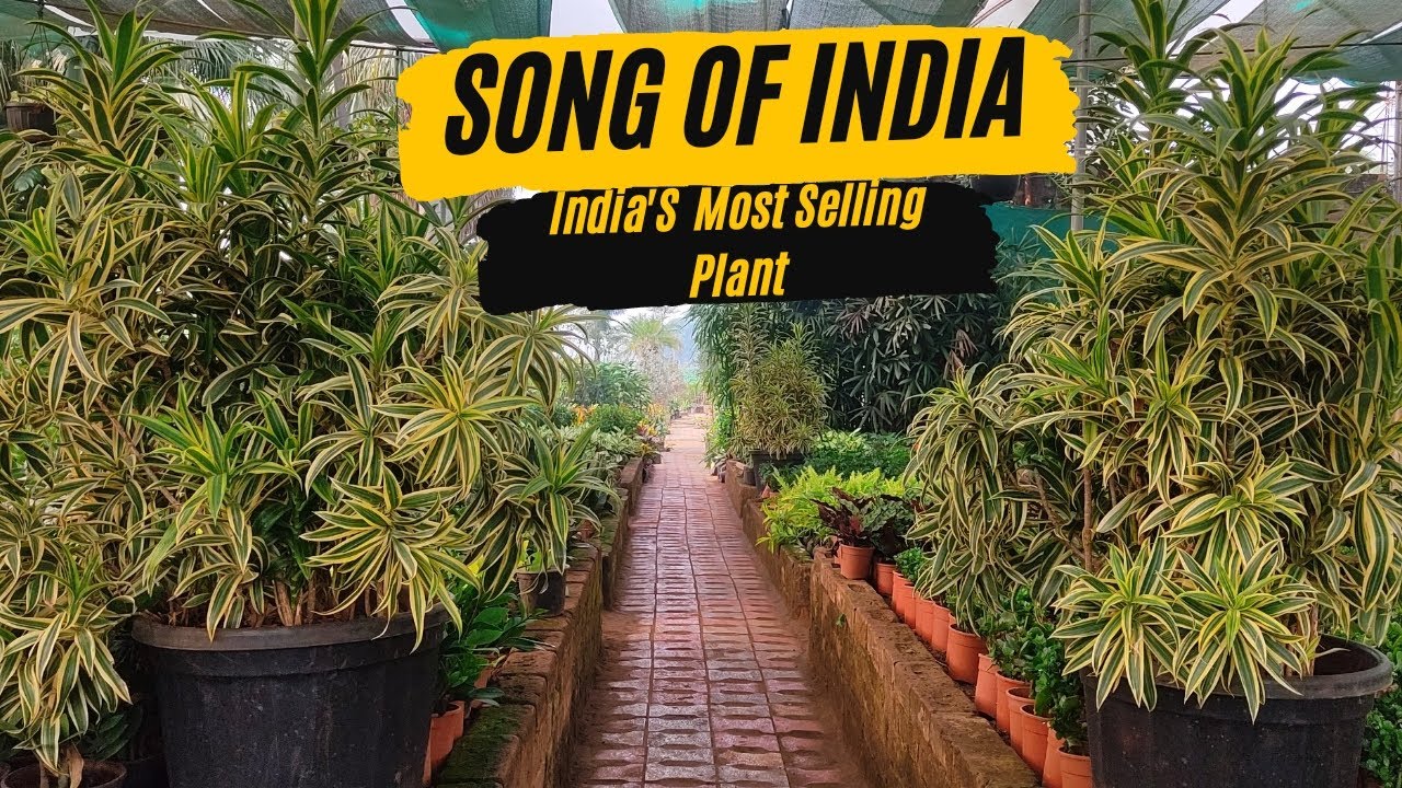 Song of India Plant | Dracaena Care for healthy growth / Nursery Secret | Plants World