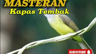 Download Mp3 MASTERAN KAPAS TEMBAK SPEED RAPAT!!! BEJEDA Gudang lagu Download Mp3 MASTERAN KAPAS TEMBAK SPEED RAPAT!!! BEJEDA