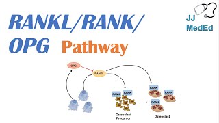 Introduction to RANKL | RANK | OPG Signaling Pathway