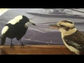 Backyard battle between Kookaburra and Magpie