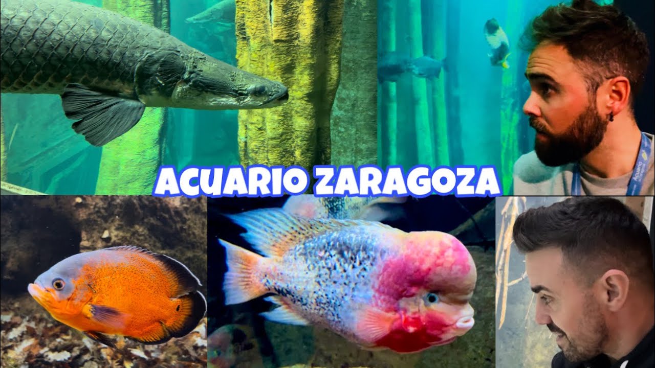 ACUARIO de ZARAGOZA, el ACUARIO FLUVIAL más GRANDE de EUROPA. INCREIBLE experiencia.
