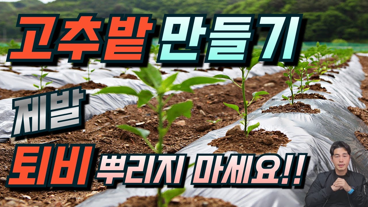 고추밭을 잘 준비하는 방법.