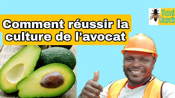 Comment Obtenir des avocats sur un avocatier ?