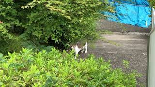 猫を階段の上から撮影しました。I shot the cat from the top of the stairs.