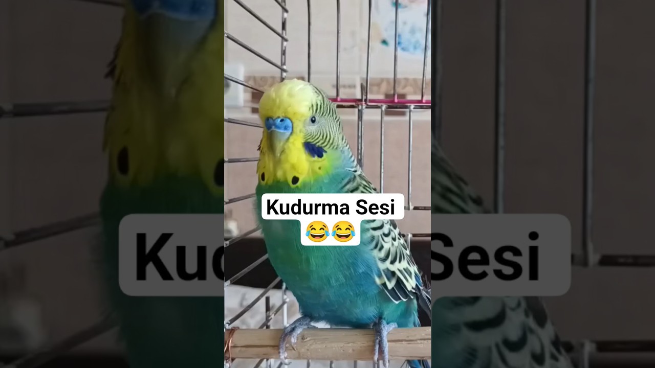Mutluluk Sesi Muhabbet kuşu sesi #muhabbetkusu #muhabbetkuşufıstık #muhabbetkuşu #muhabbetkuslari