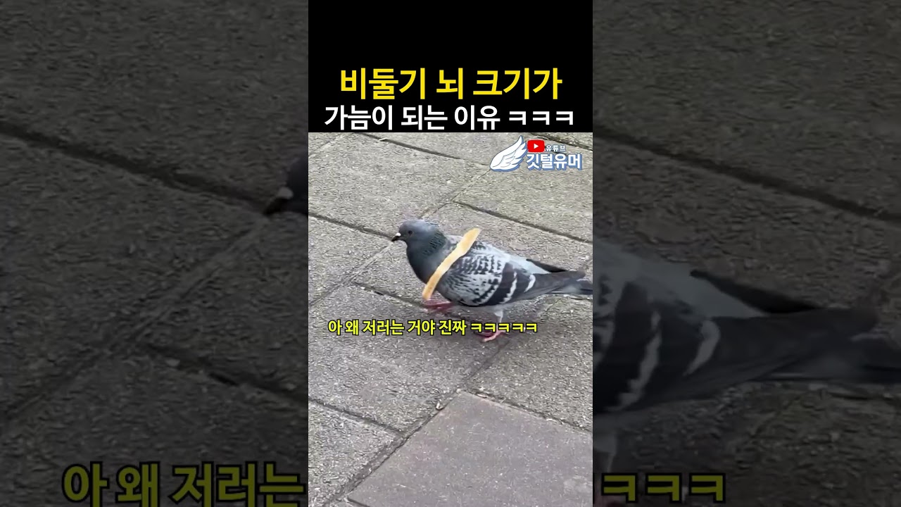 비둘기의 뇌 크기가 가늠이 되는 이유 ㅋㅋㅋㅋ