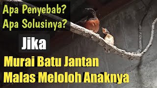 Kenapa murai batu jantan malas meloloh anaknya❓lalu apa solusinya❓ #MuraiBatuMedan #TernakMuraiBatu