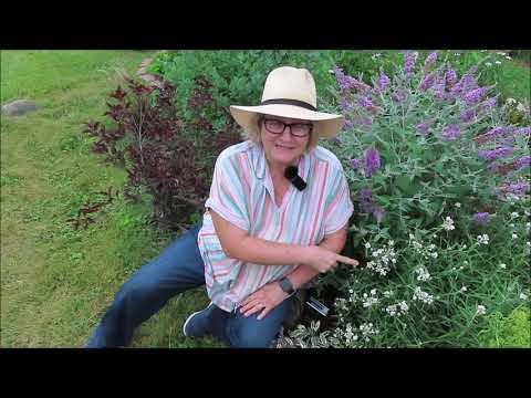 Video: Care Of Pearly Everlasting - Information om Pearly Everlasting anvendelser