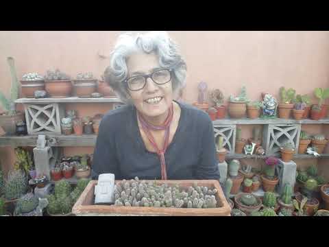 Video: ¿Qué es un cactus cacahuete? Cómo cultivar plantas de cactus Chamaecereus