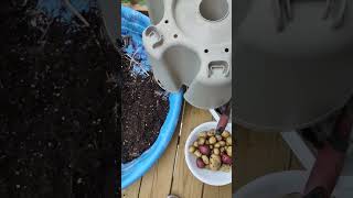 Harvesting Potatoes Grown Vertically
