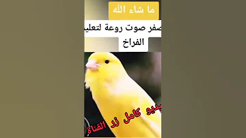 تغريد كناري روعة لتعليم الفراخ 
