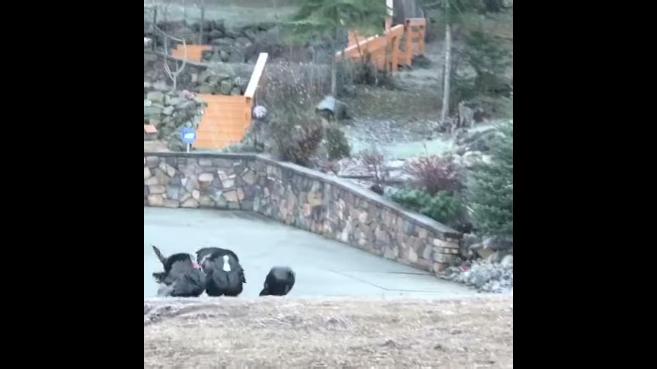 Calling in turkeys playing YouTube turkey sounds