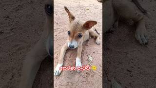 Unstoppable Dog Dance