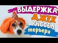 ДЖЕК РАССЕЛ терьер/Неуправляемая собака? ВЫДЕРЖКА джек рассел терьера/Dog patience test