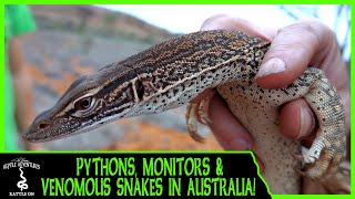 FINDING PYTHONS, MONITOR LIZARDS & VENOMOUS SNAKES IN AUSTRALIA!