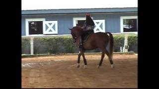 A dressage fabulous freestyle - sue ...