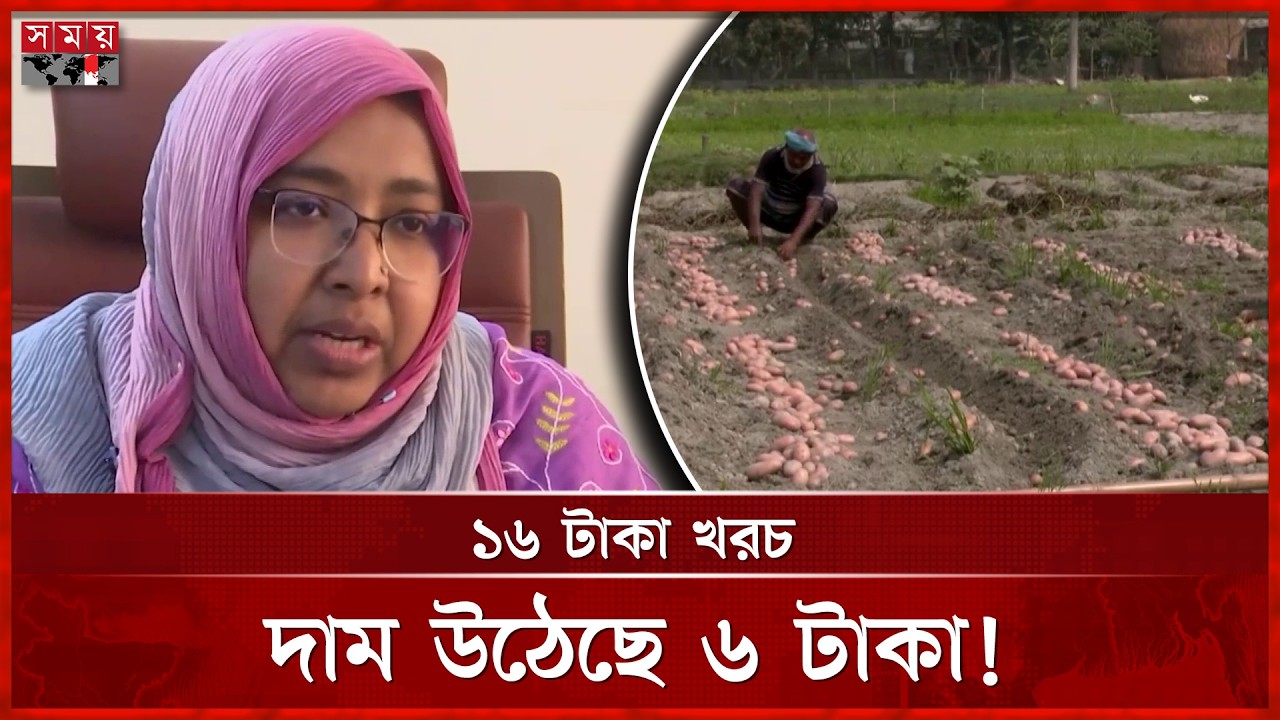 আলু চাষ করে ফের হতাশার চক্রে কৃষক | Rangpur Potato Cultivation | Potato  Price | Somoy TV