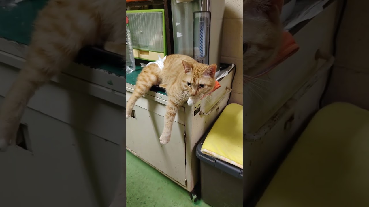 Co-habiting Guard Cats & Ugly-Fluffs 178: Their Respective Summer